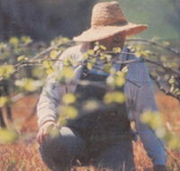 Canobolas Smith Winery - Yamba Accommodation