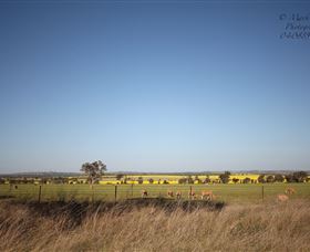 Cootamundra Bird Walk - Yamba Accommodation 0