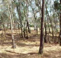 Chiltern-Mt Pilot National Park - Yamba Accommodation