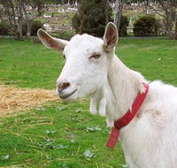 Dunkell Goats - Yamba Accommodation
