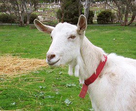 Dunkell Goats - Yamba Accommodation 0