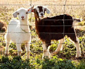 Dunkell Goats - Yamba Accommodation 3