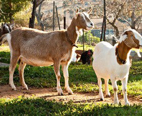 Dunkell Goats - Yamba Accommodation 1