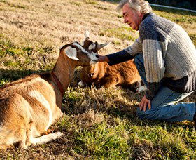 Dunkell Goats - Yamba Accommodation 4