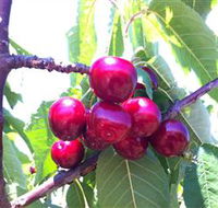 Ballinaclash Orchard and Cellar Door - Yamba Accommodation