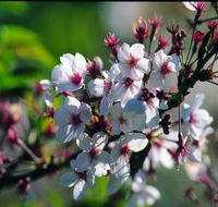 Sakura Avenue - Yamba Accommodation