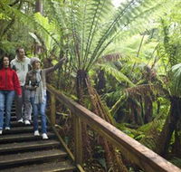 Otway Fly Treetop Adventures - Yamba Accommodation