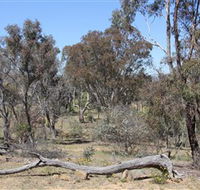 Remembrance Nature Park - Yamba Accommodation