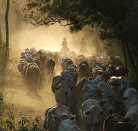 Springvale Horse Treks - Yamba Accommodation