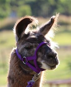 Ottaba Llamas - Yamba Accommodation 3