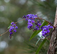 Mann River Nature Reserve - Yamba Accommodation