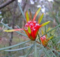 Glenbrook Native Plant Reserve and Nursery - Yamba Accommodation