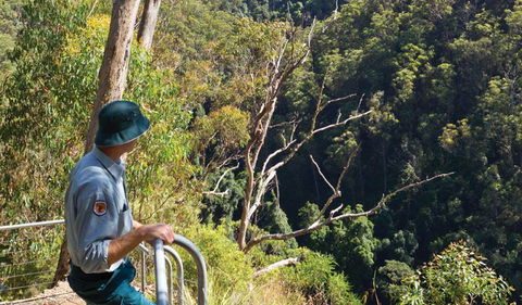 Lyrebird Falls Walking Track - Yamba Accommodation 1