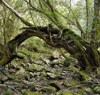 Mitchell River National Park - Yamba Accommodation