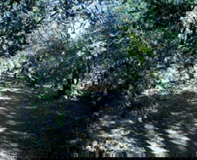 Cave Creek Walking Track - Yamba Accommodation 3