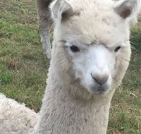 Storybook Alpacas - Yamba Accommodation