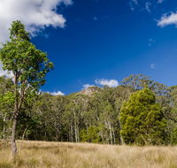 Brush Turkey track - Yamba Accommodation