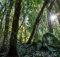 Copeland Tops State Conservation Area - Yamba Accommodation