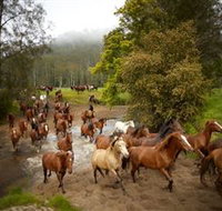 Glenworth Valley Horse Riding - Yamba Accommodation