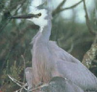 Jack Smith Lake State Game Reserve - Yamba Accommodation