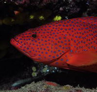 Maori Wrasse Bommie Dive Site - Yamba Accommodation