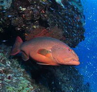 Anchor Bommie Dive Site - Yamba Accommodation