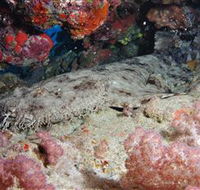 Lighthouse Bommies Dive Site - Yamba Accommodation