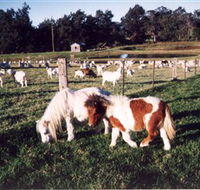 Trudgalong Farm - Yamba Accommodation