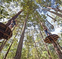 TreeTop Adventure Park Central Coast - Yamba Accommodation
