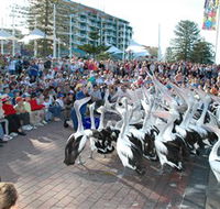 Pelican Feeding - Yamba Accommodation