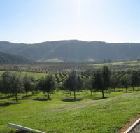 Hastings Valley Olives - Yamba Accommodation