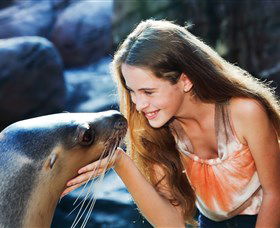 Sea Life Sunshine Coast - Yamba Accommodation 1