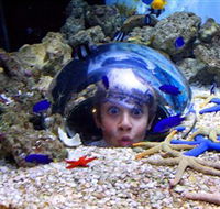 Sea Life Sunshine Coast - Yamba Accommodation