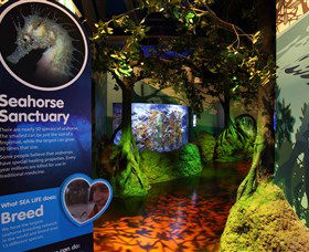 Sea Life Sunshine Coast - Yamba Accommodation 3