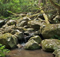 Booyong walking track - Yamba Accommodation
