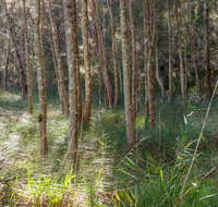 Anabranch loop track - Yamba Accommodation