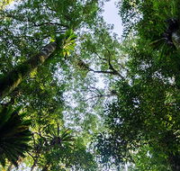 Botanic walk - Yamba Accommodation