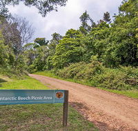 Antarctic Beech picnic area - Yamba Accommodation