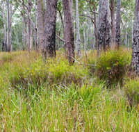 Narrawallee Inlet walking track - Yamba Accommodation