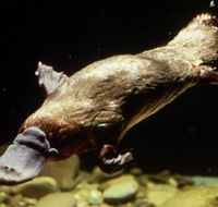 Platypus Pool - Yamba Accommodation