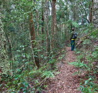 Blackbutt walking track - Yamba Accommodation