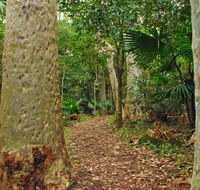 Depot Beach Rainforest walk - Yamba Accommodation