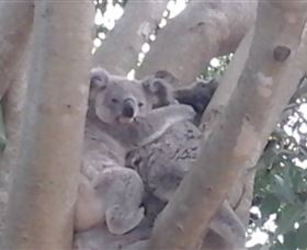 Mondrook Garden Cafe Gallery And Function Centre - Yamba Accommodation 1