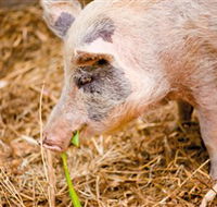 Djanbung Permaculture Gardens - Yamba Accommodation