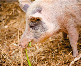 Djanbung Permaculture Gardens - Yamba Accommodation 0