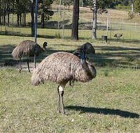 Glen Ian Ostrich and Emu Farm - Yamba Accommodation