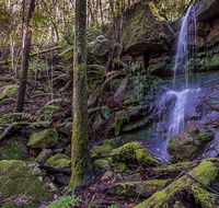 Coorabakh National Park - Yamba Accommodation