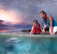 Tangalooma Dolphin Feeding - Yamba Accommodation