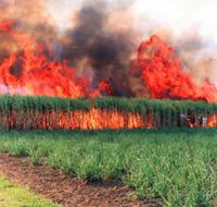 Reeves Family Sugar Cane Farm - Yamba Accommodation