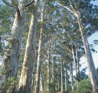 The Great Forest Trees Drive - Yamba Accommodation